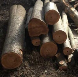 چوب پالونیا هیبرید قیمت گردبینه درخت پالونیا هیبرید 